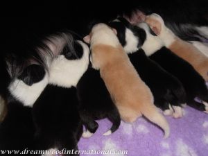 puppies-week1-20