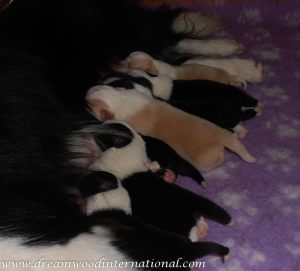 puppies-week1-21