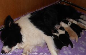 puppies-week1-22
