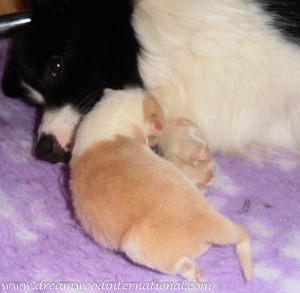 puppies-week1-23