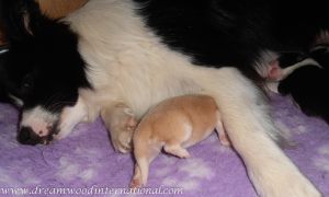 puppies-week1-24