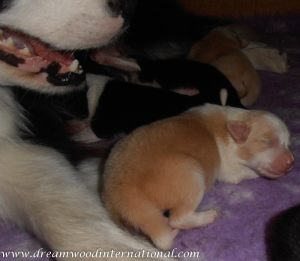 puppies-week1-25