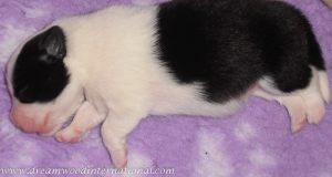 puppies-week1-26