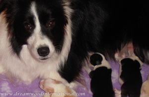 puppies-week1-27