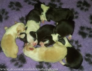puppy-closeup-800-2