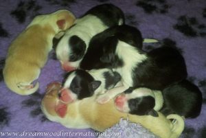 puppy-closeup-800-3