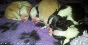 puppy-closeup-800-4
