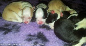 puppy-closeup-800-5