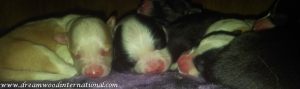puppy-closeup-800-6