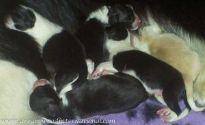 puppy-closeup-800-8