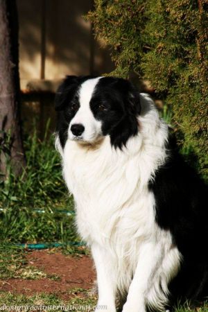 20120820-dreamwood-brogan-logan